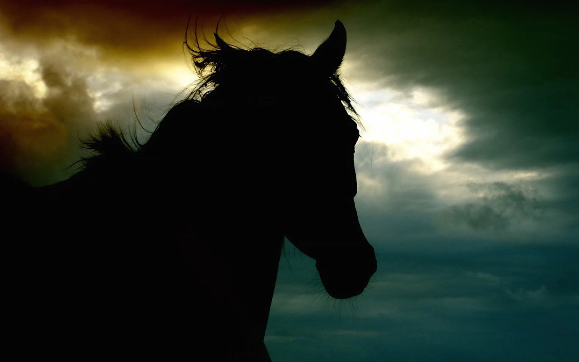 Dark Horses: Voices of the Unbelonging