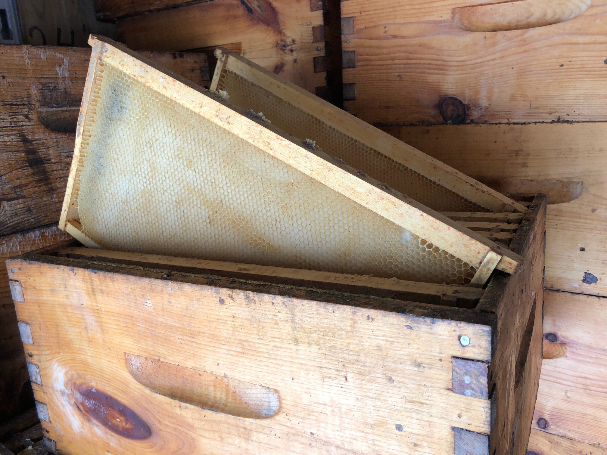 Services 4 — Manitoba Beekeeping