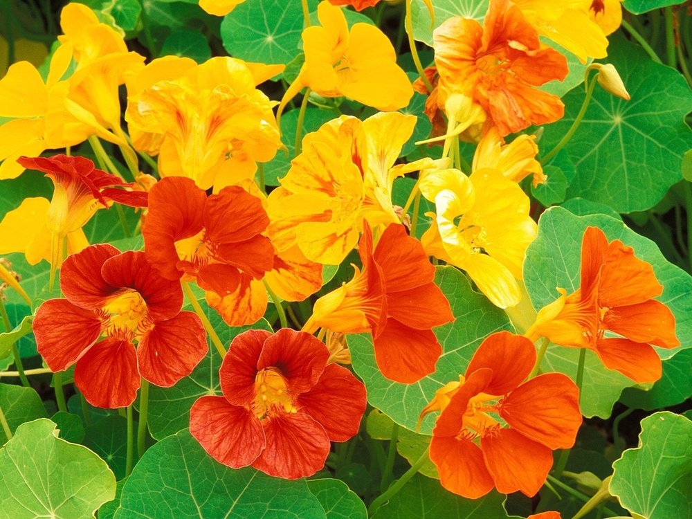 flowers-nasturtium.jpeg