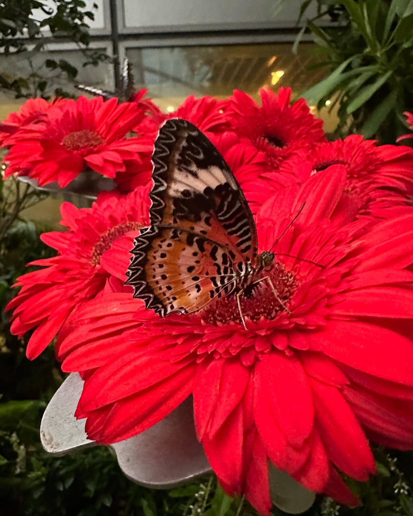 I mean what airport has a butterfly garden? Apparently Singapore's! I can't believe the colours of these butterflies, especially on this first snowy day of the season.🙂

#snowdaysaskatoon #snowdaysaskatchewan #dreamingofsummer #butterflyadventures #
