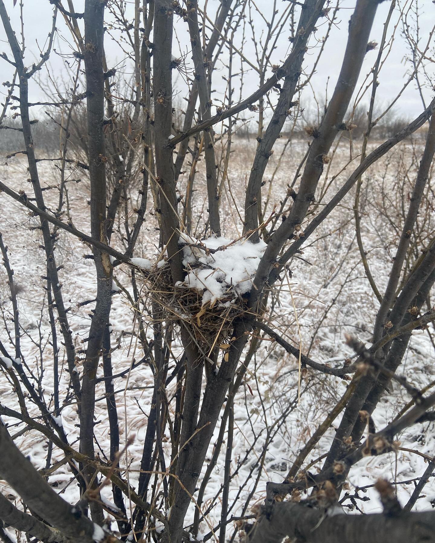It's the first snow of the year, and Hawksley Workman isn't the only one singing. It's the perfect day to take kids on a nature walk and find all the bird nests hiding in your neighborhood and parks.

#outdoorlearningwithkids #firstsnowoftheyear #sno