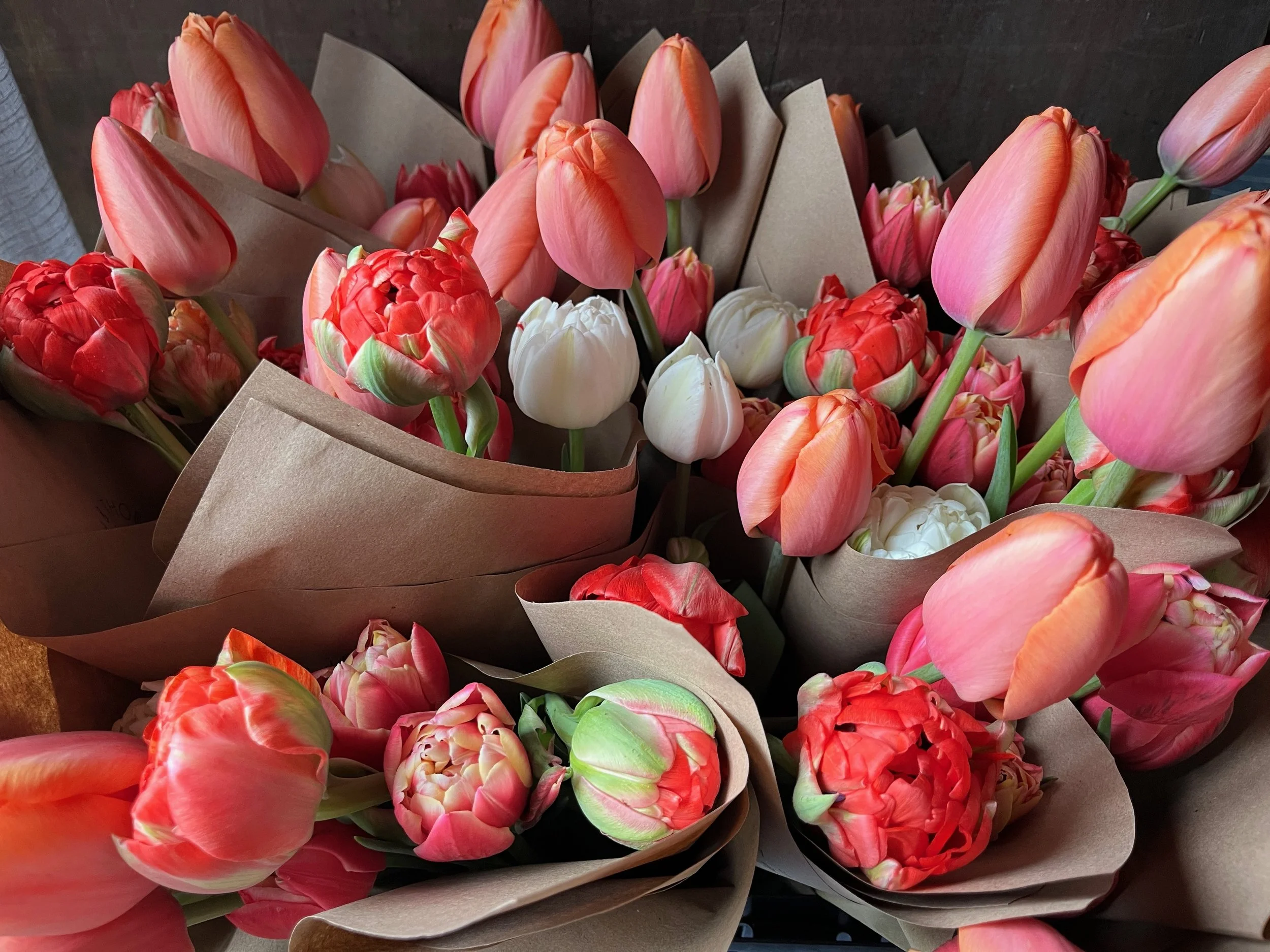 IMG_1519 2.jpeg (Copy)