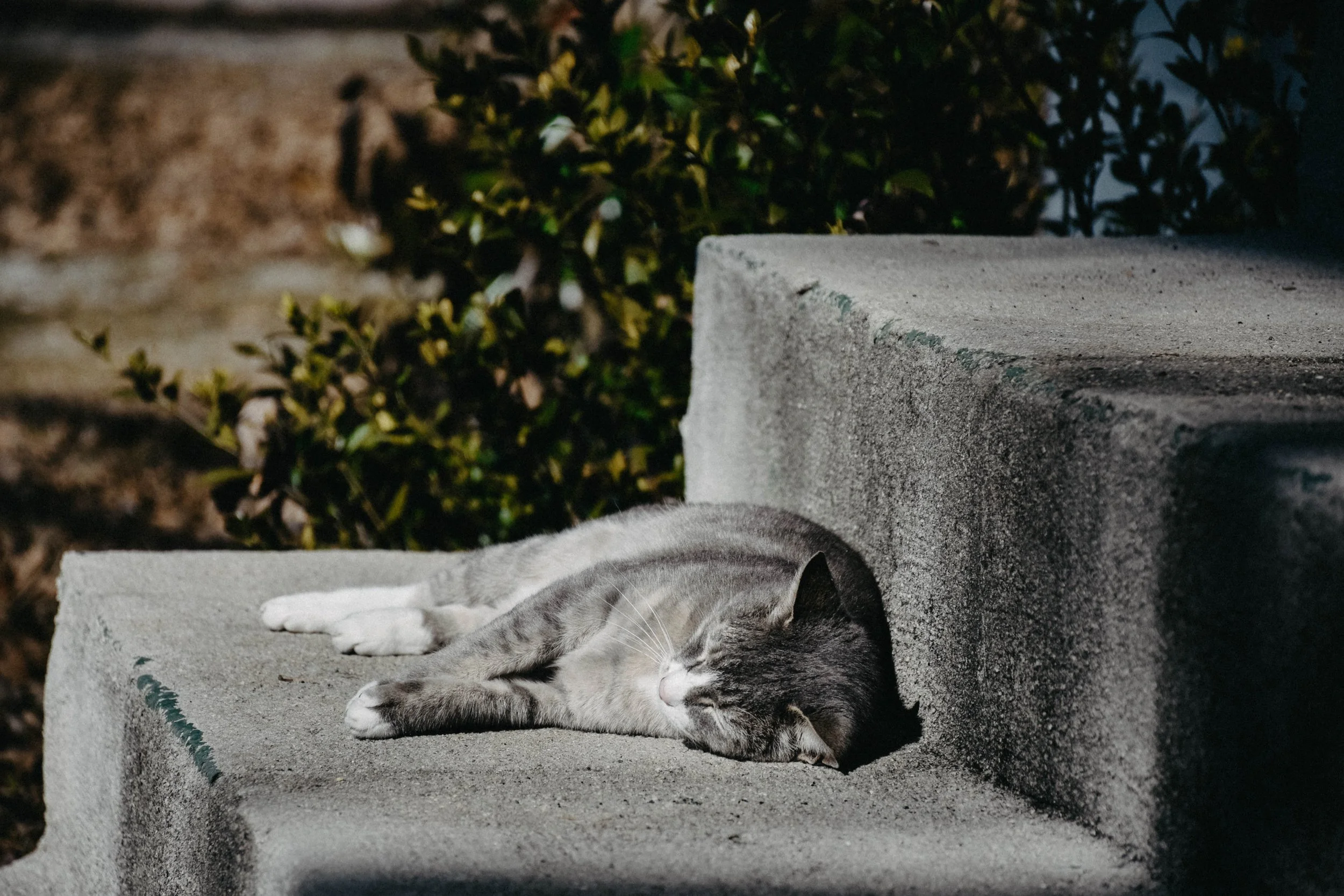 DSC_2715.jpg