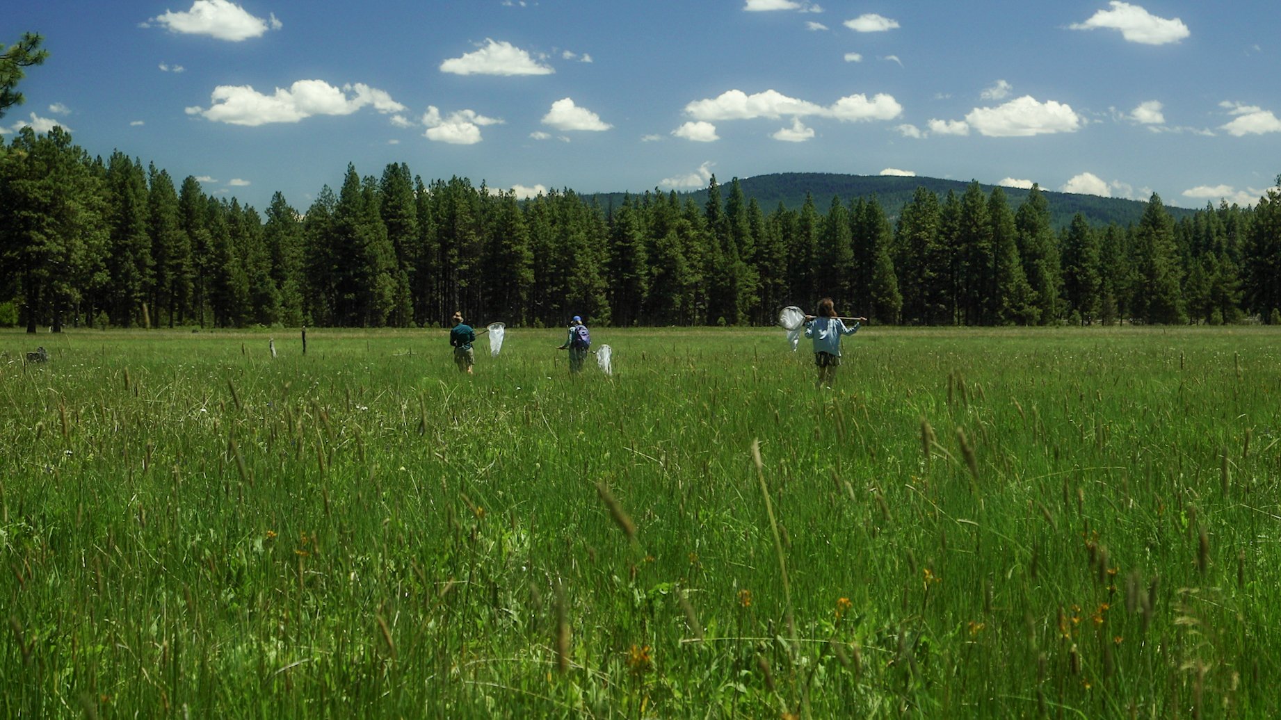 A picture-perfect day in the meadow
