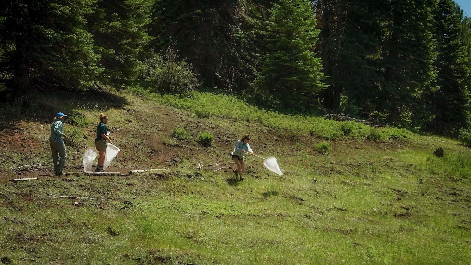 Butterfly catching is an athletic pursuit!