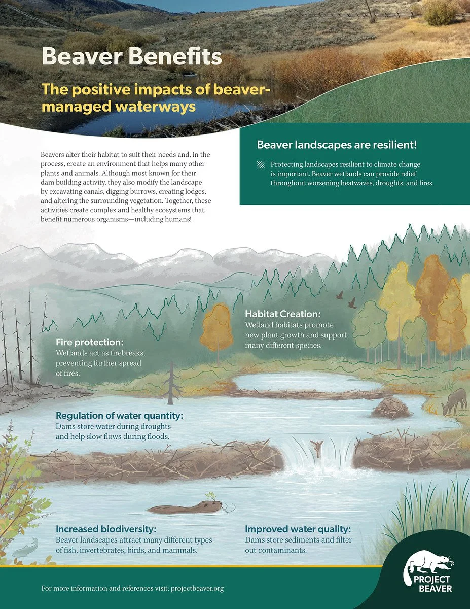 Beaver Benefits On Waterways Project Beaver