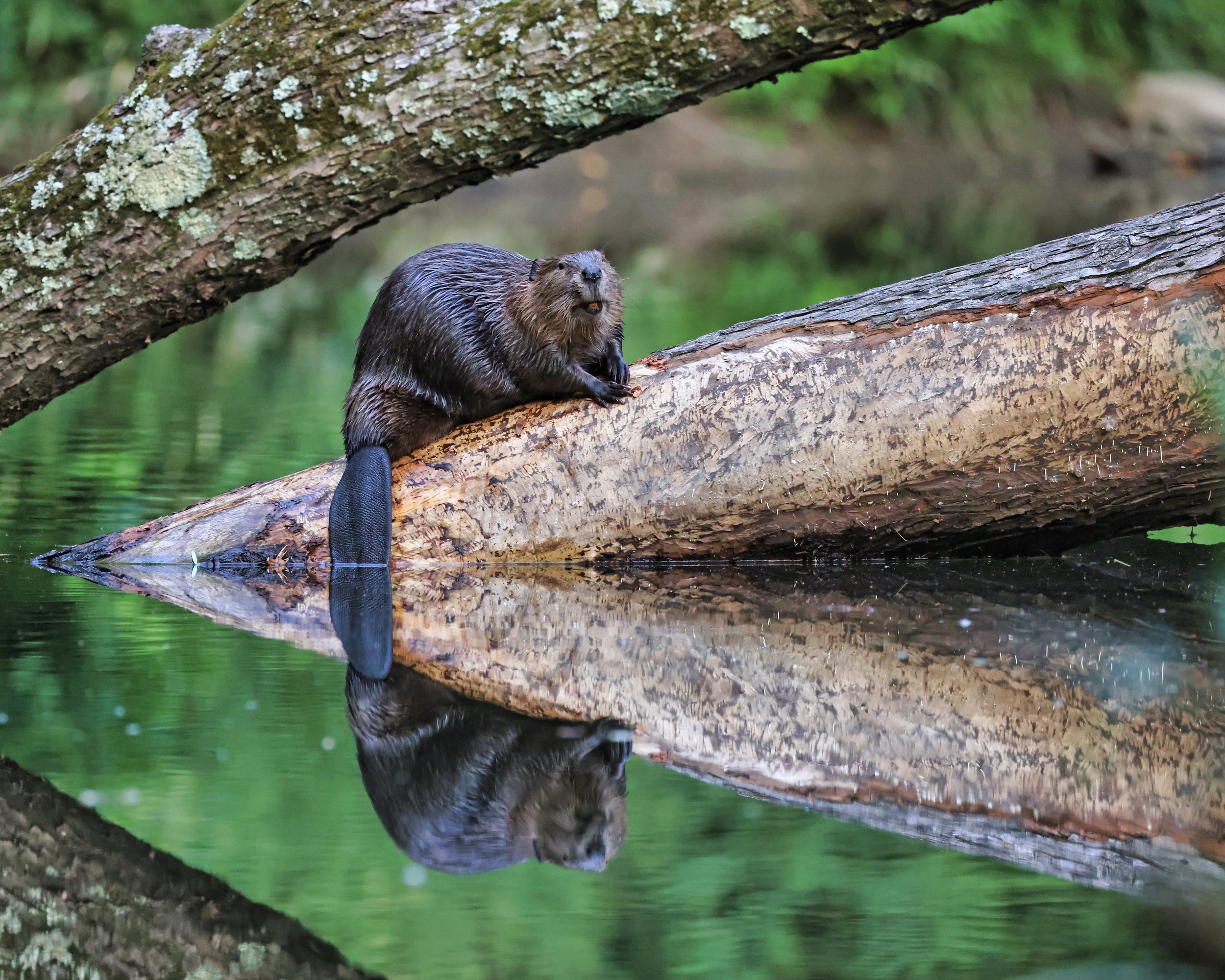 Beavers Are Keystone Species in USA