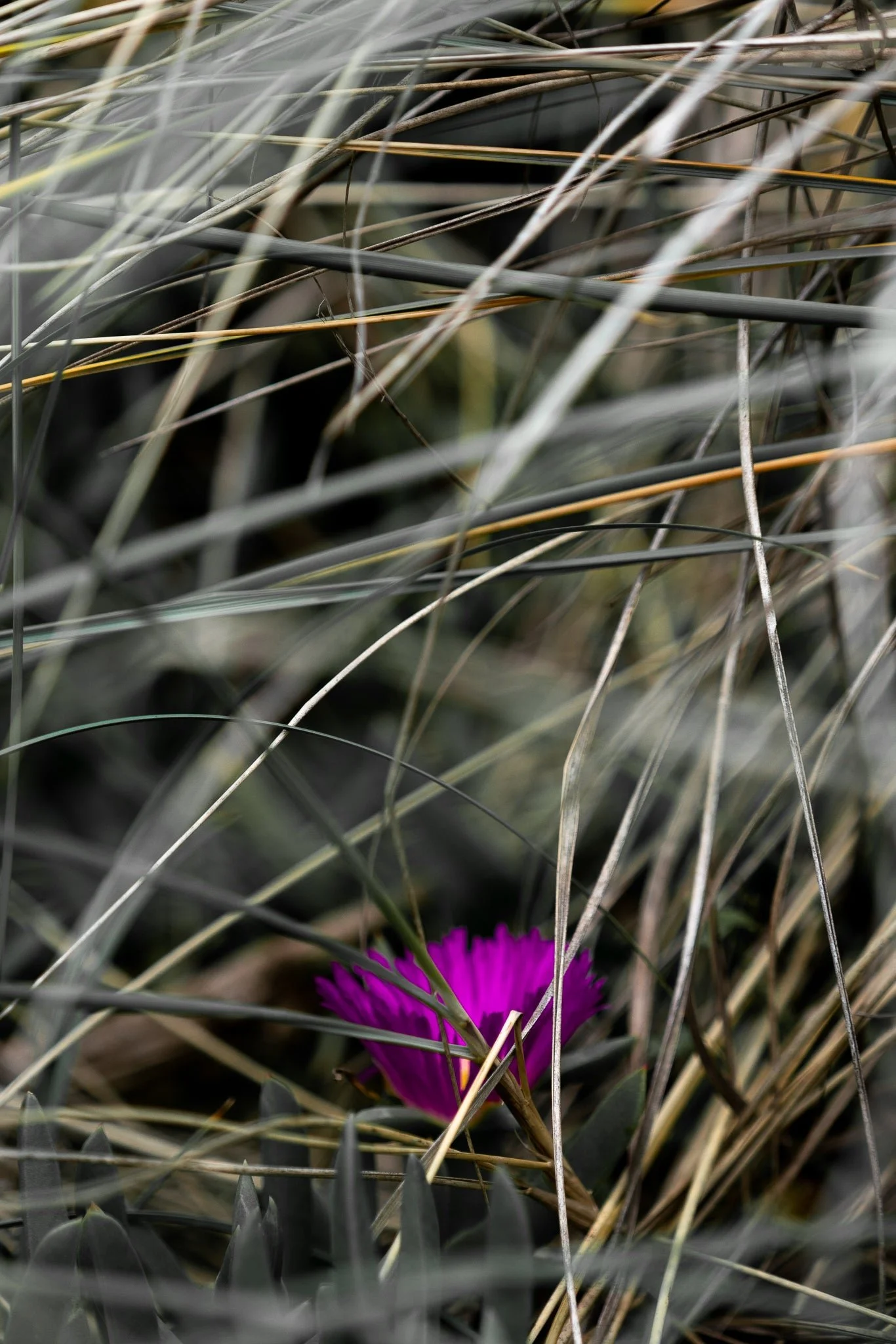 DSC8936-2.jpg