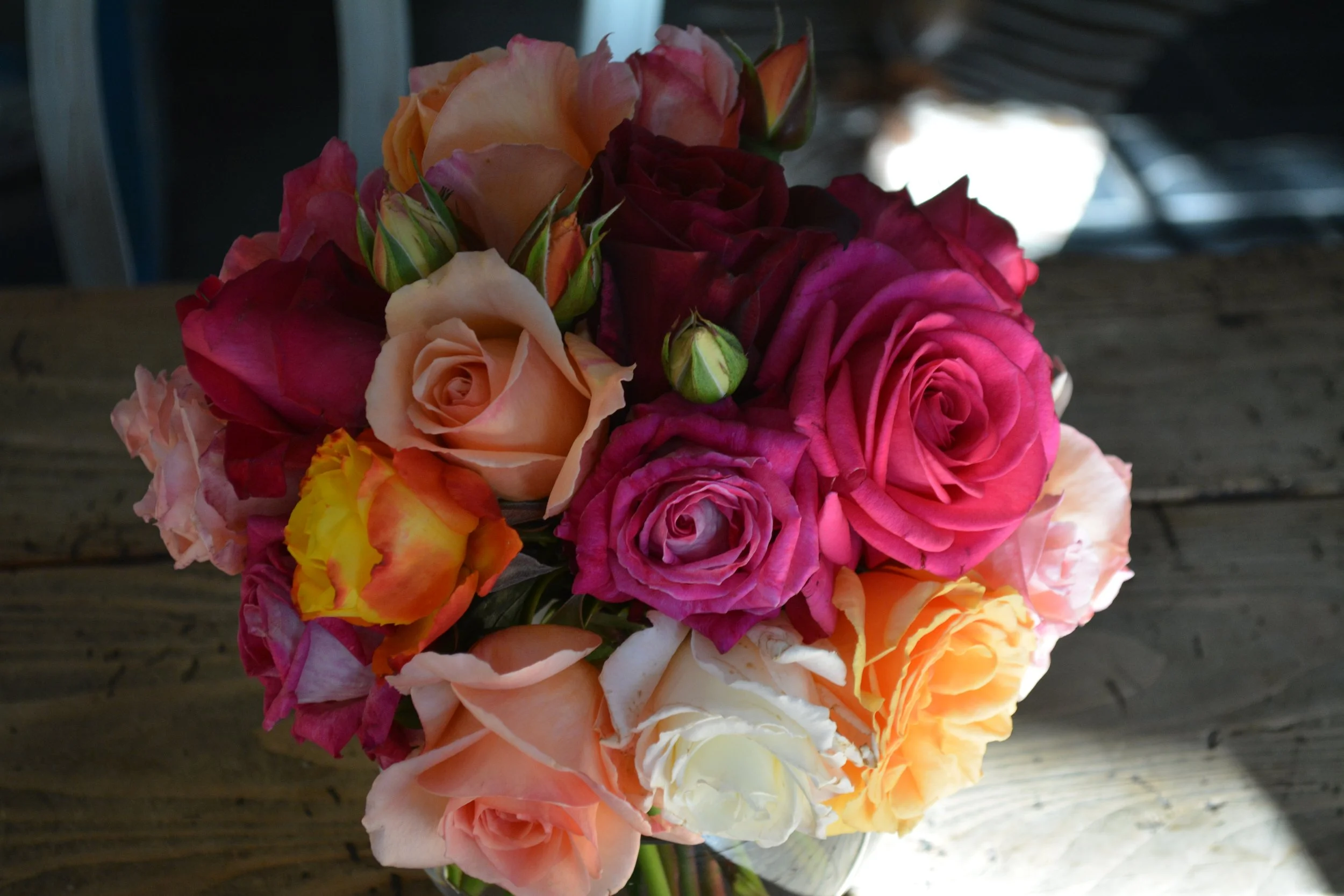 Bloom rose photo 2.jpg