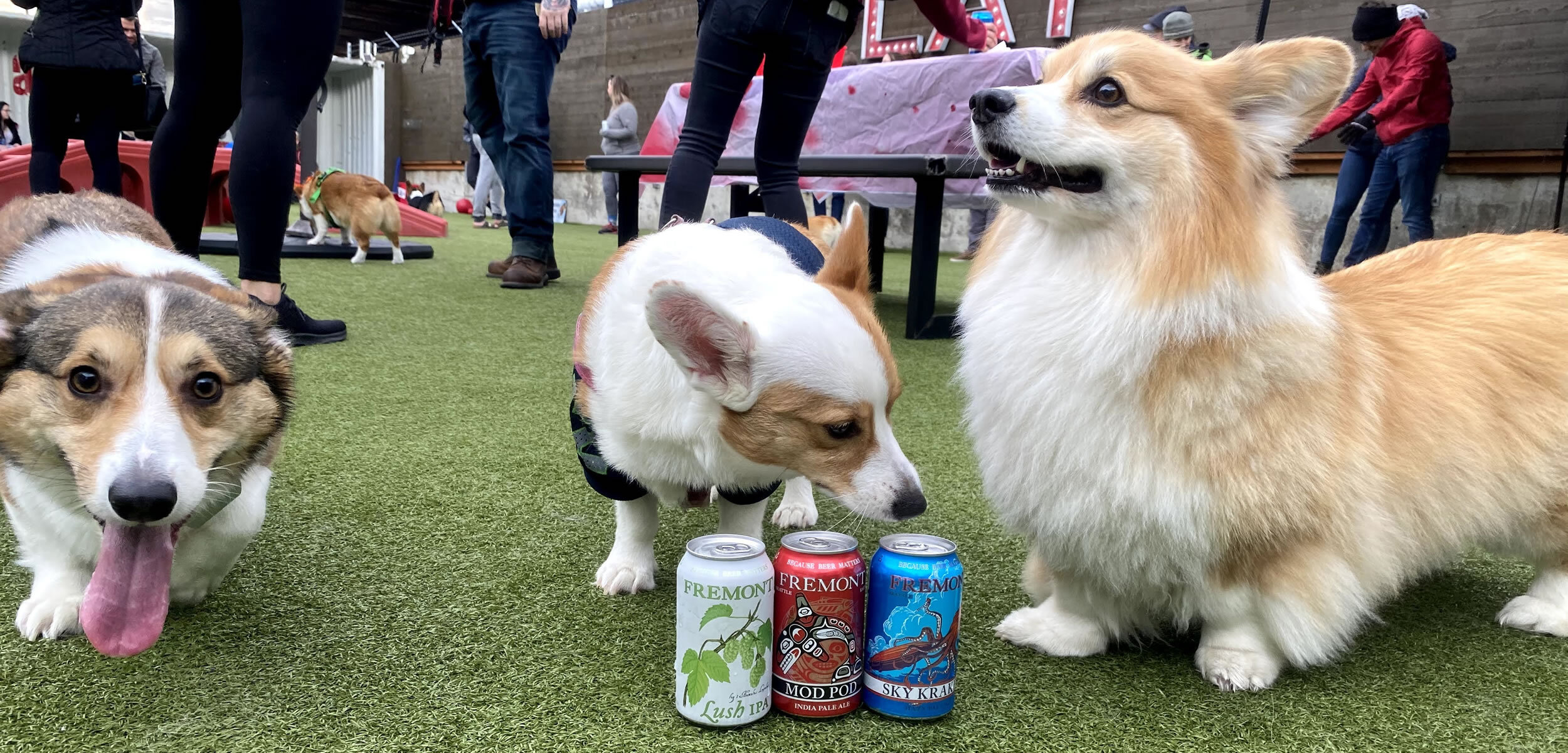 Dog Friendly Patios Ballard