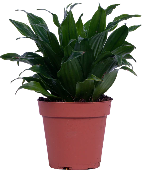 Dracaena Janet Craig Compacta - 4"