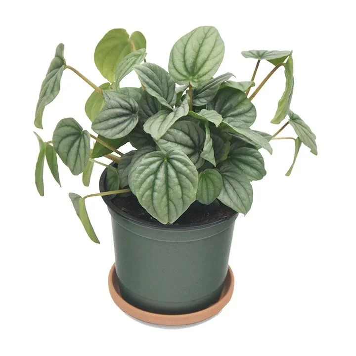 Peperomia Frost - 4"