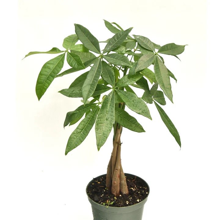 Money Tree / Pachira - 4"