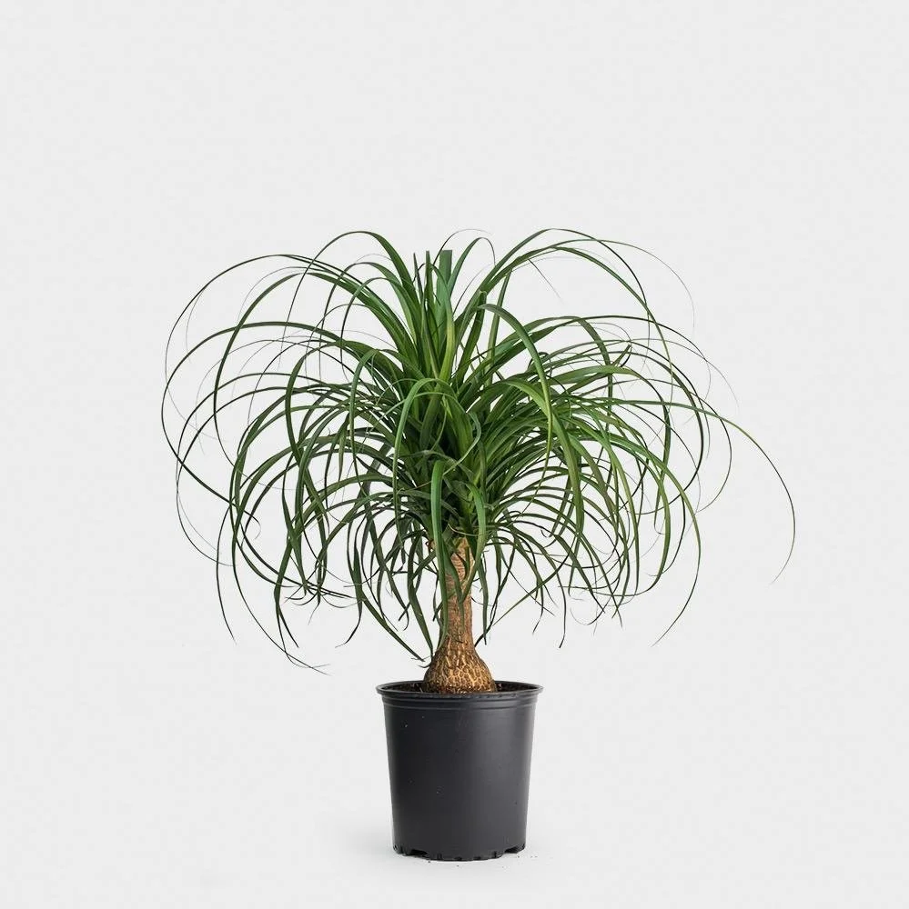 Ponytail Palm - 4" - 5 Pack