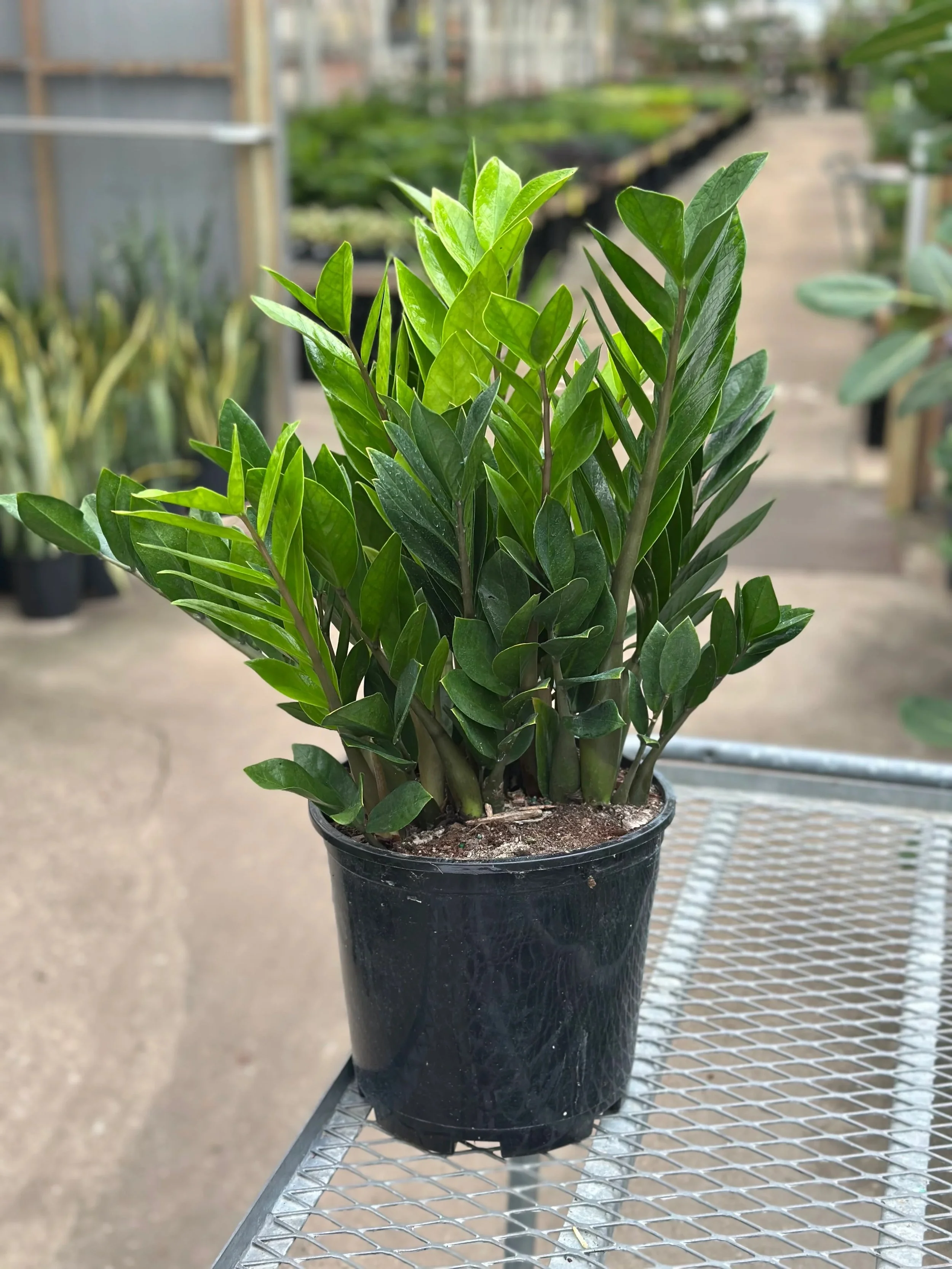 Zam Zamiifolia (ZZ Plant) - 8"