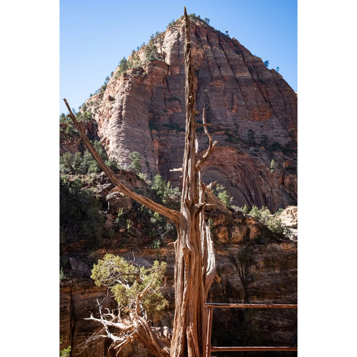 Old juniper tree on Zion Canyon Overlook Trail