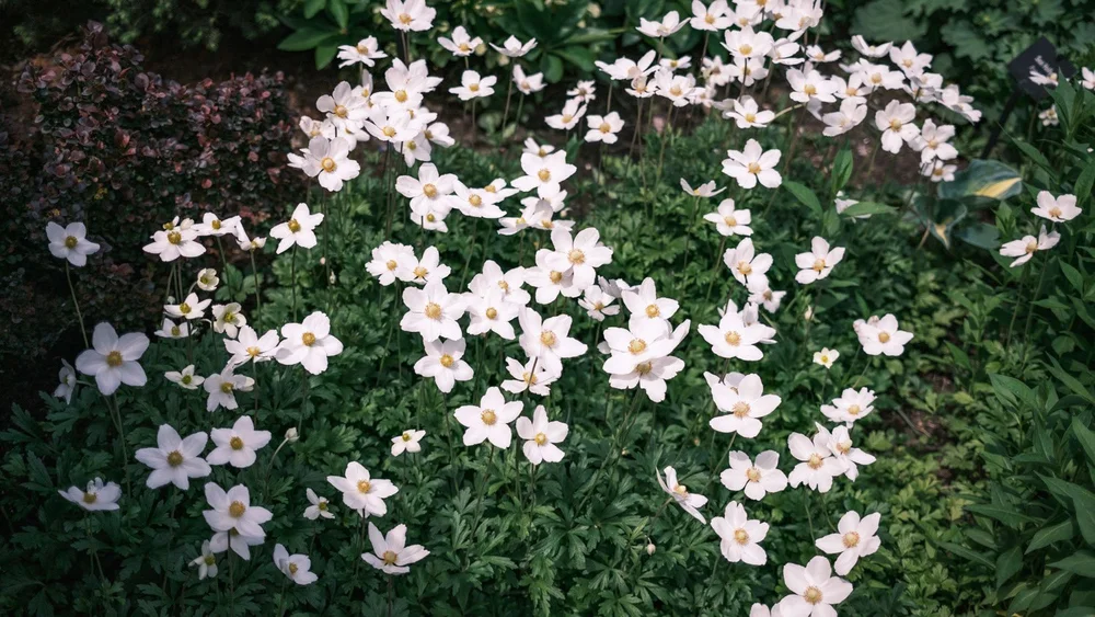 Snowdrop anemone in Libby's Garden in Drake Park Bend, Oregon