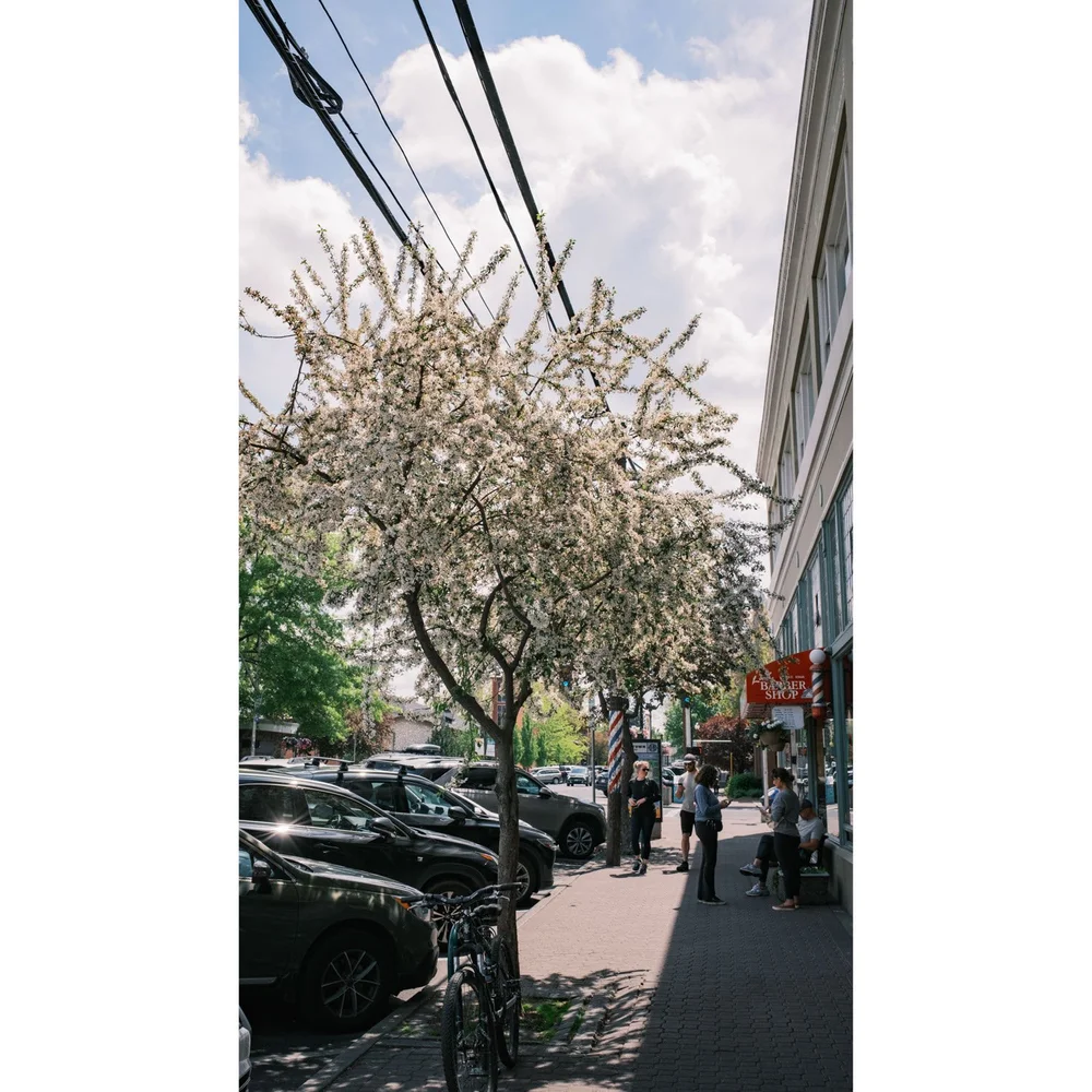 Cherry blosson on the streets of down town Bend, Oregon