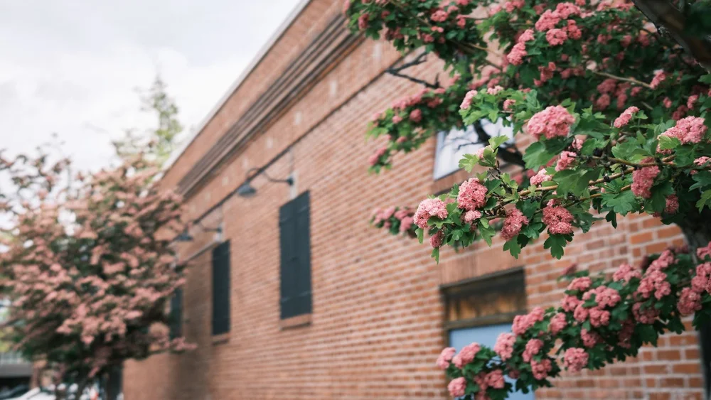 Pink hawthorn trees in down town Bend, Oregon