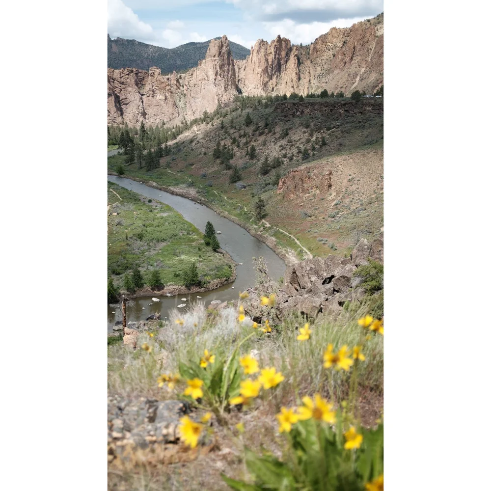 Crooked River cornering north with arrowleaf balsamwoot and tall rocks in the background in Smith Rock State Park
