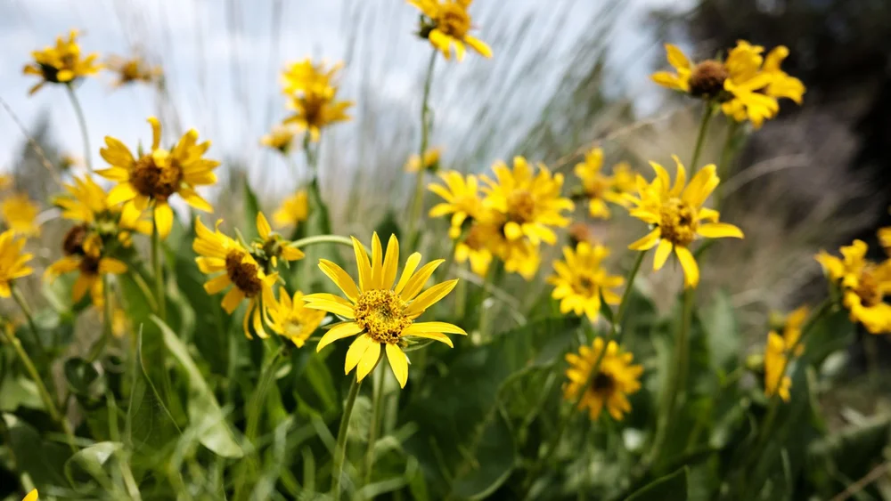 A closeup shot of arrowleaf balsamwoot in Smith Rock State Park