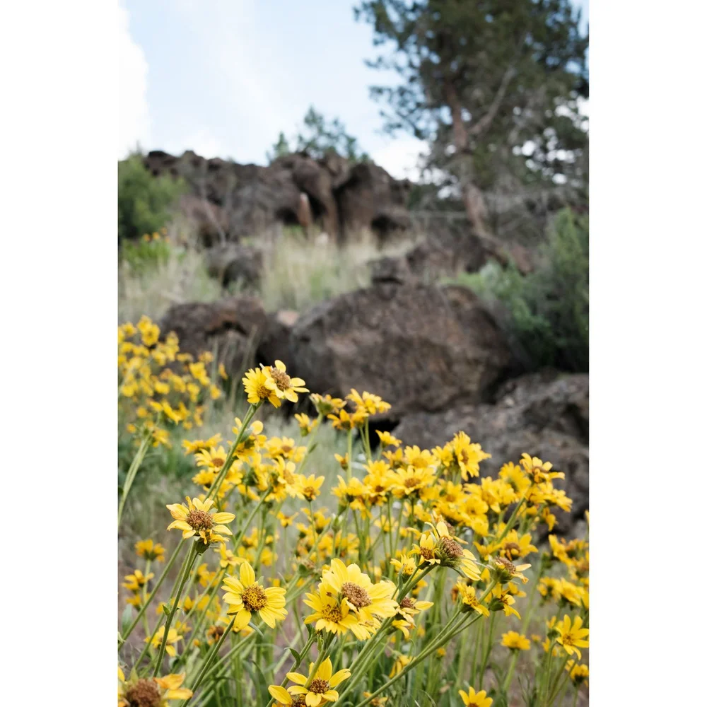 Arrowleaf balsamwoot on a hill with volcanic rocks and diverse plants in the background in Smith Rock State Park