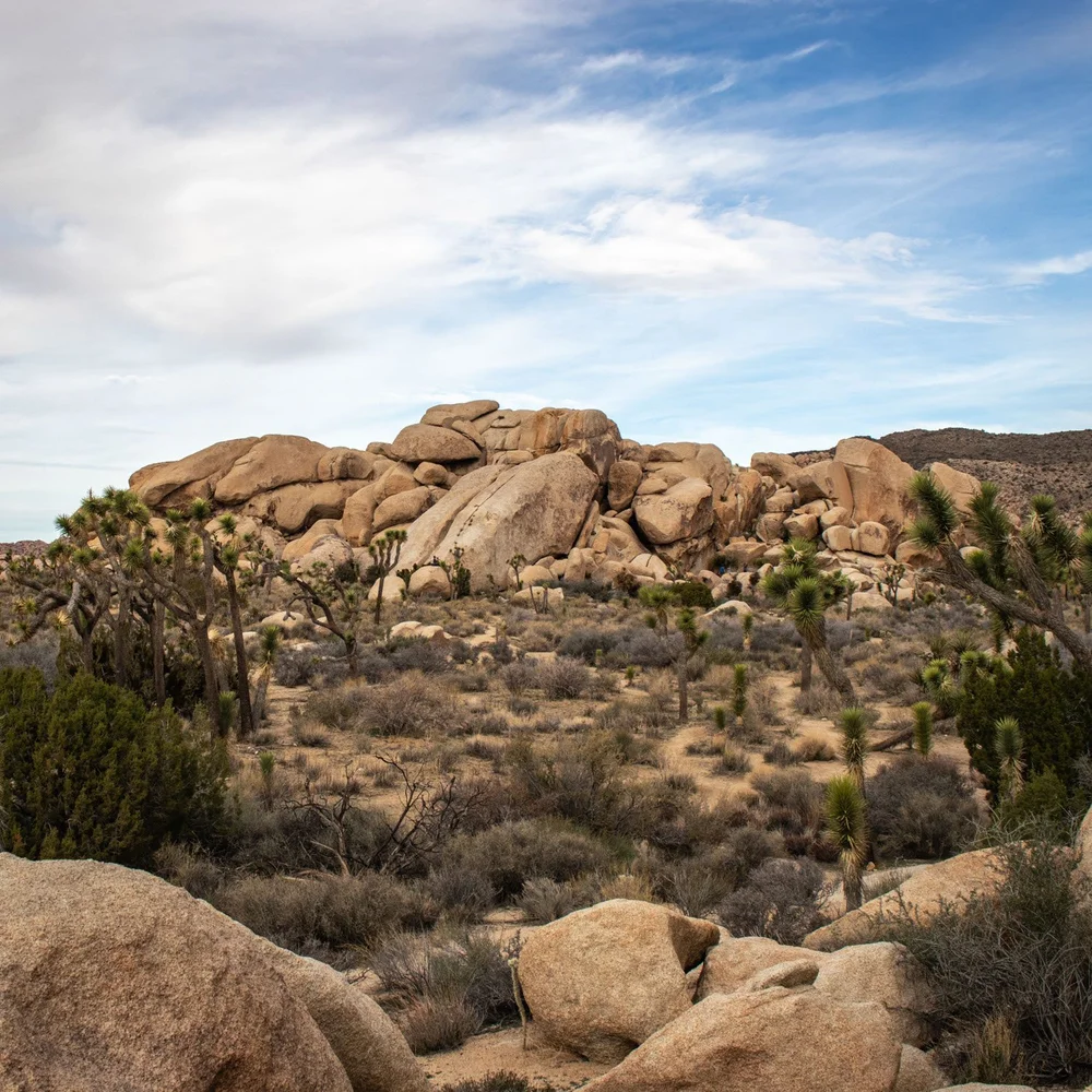 Elevated view on Cap Rock Trail in Joshua Tree National Park
