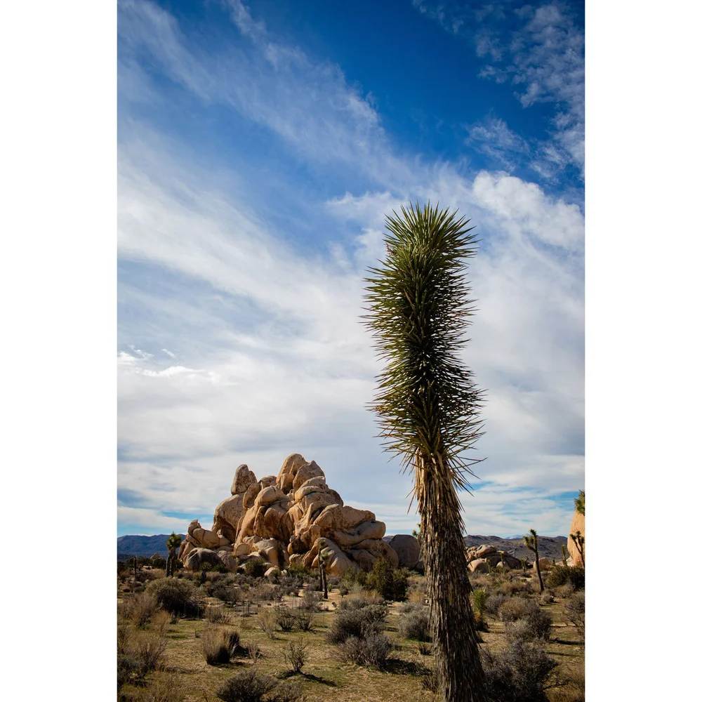 Joshua tree, rock formations, and blue sky