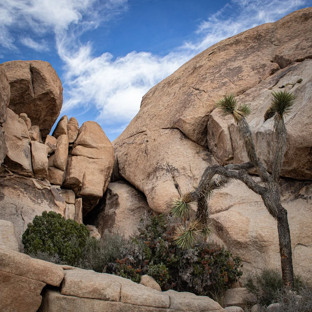 Various plants living on rocks in Joshua Tree National Park