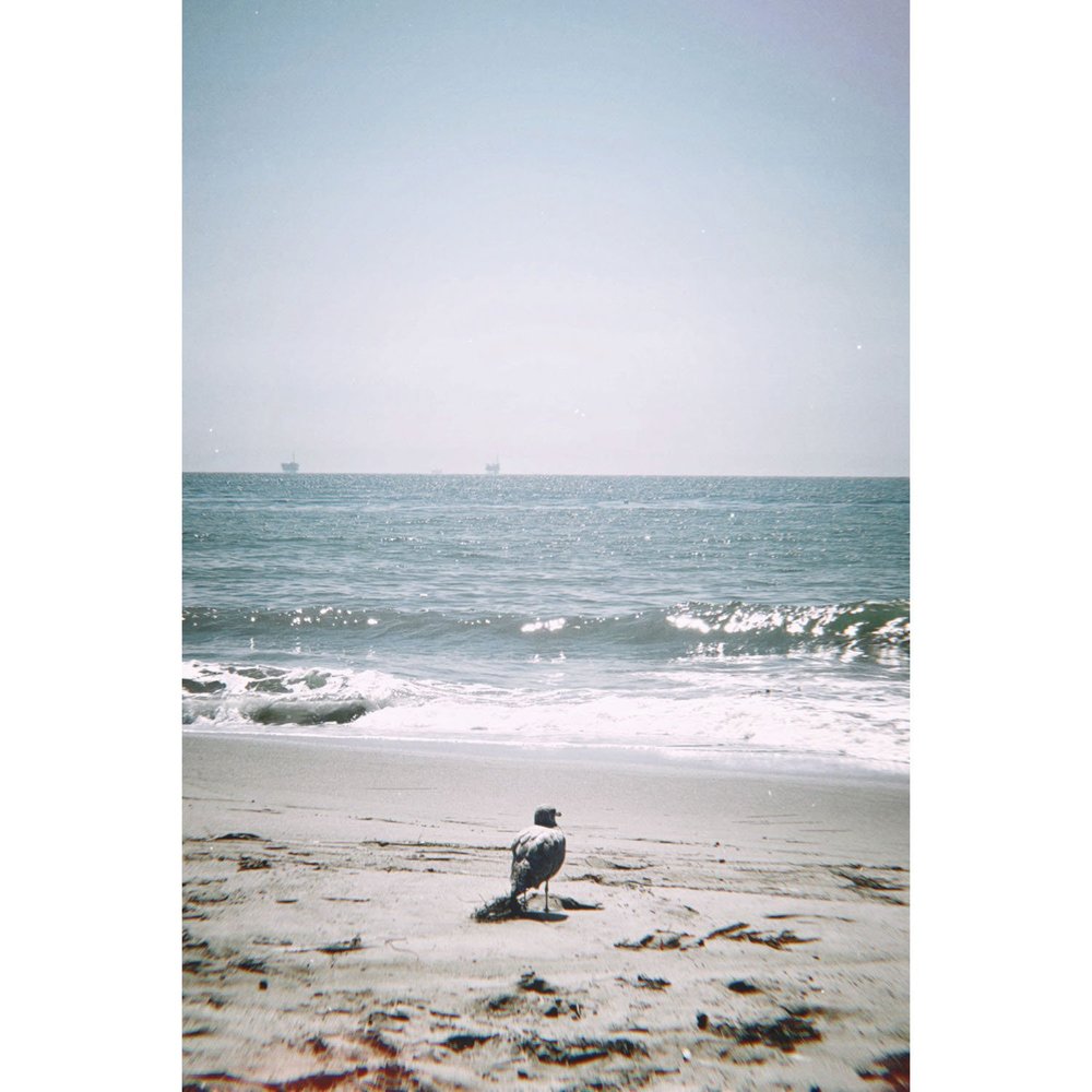 Seagull standing on beach sand in sunny day Carpinteria, California