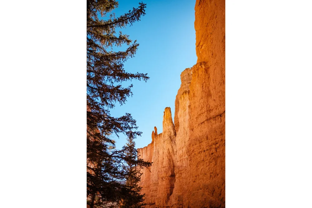 Pine tree branches and hoodoo walls Navaho Loop Trail in Bryce Canyon