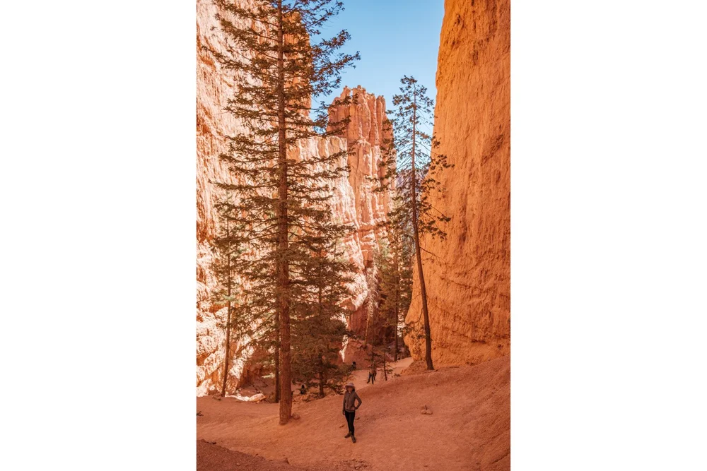 Tall pine trees and zigzaging downward trail on Navaho Loop Trail in Bryce Canyon