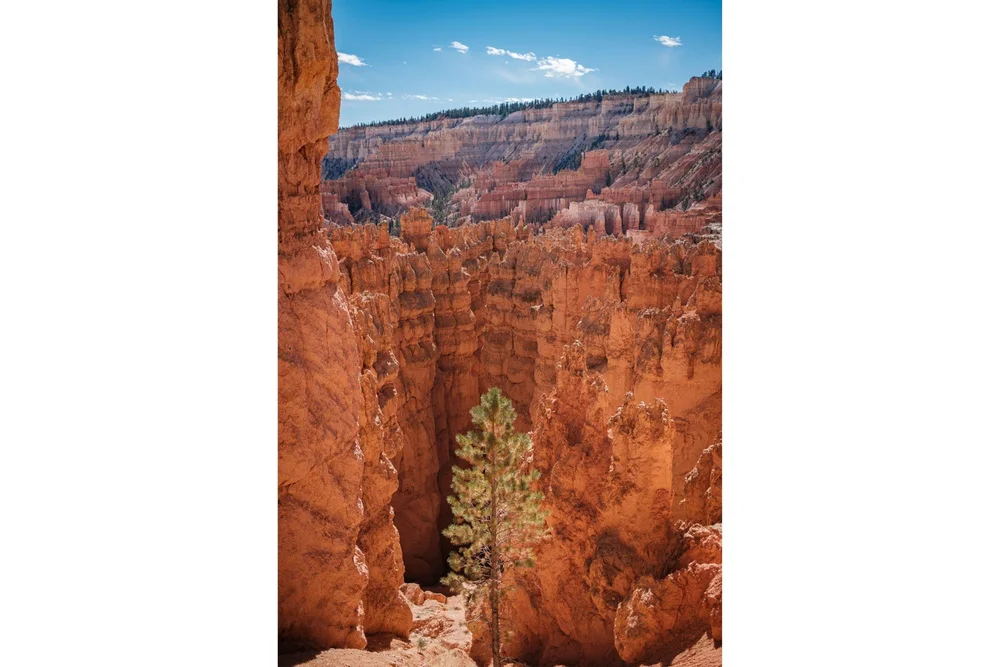 Lone pine tree surrounded by hoodoos Navaho Loop Trail in Bryce Canyon