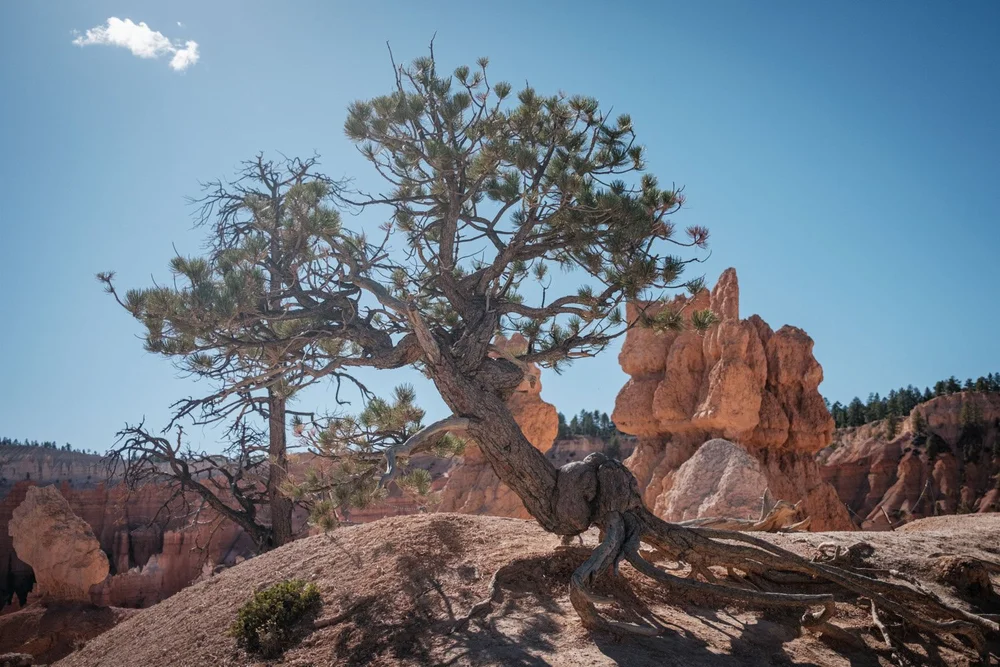 Bristlecone pine on Queens Garden Trail in Bryce Canyon