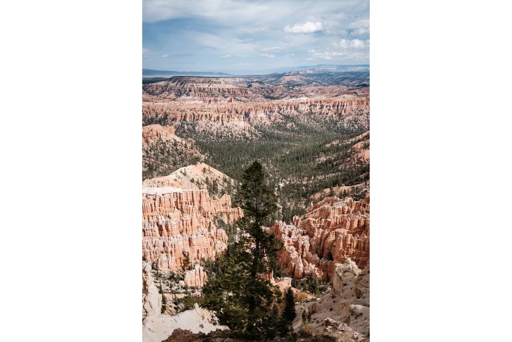 Pine tree on a cliff at Upper Inspiration point in Bryce Canyon