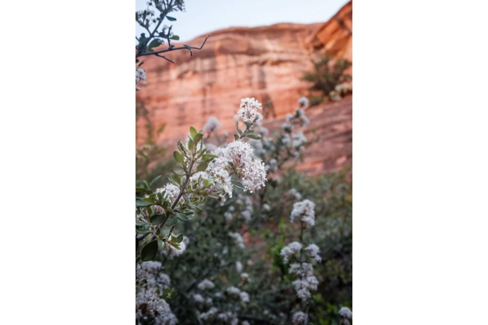 Subway Cave Trail wildflower buckbrush