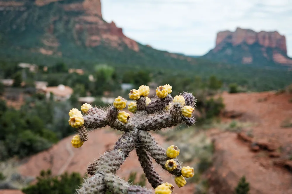 Chapel of the Holy Cross Cane cholla
