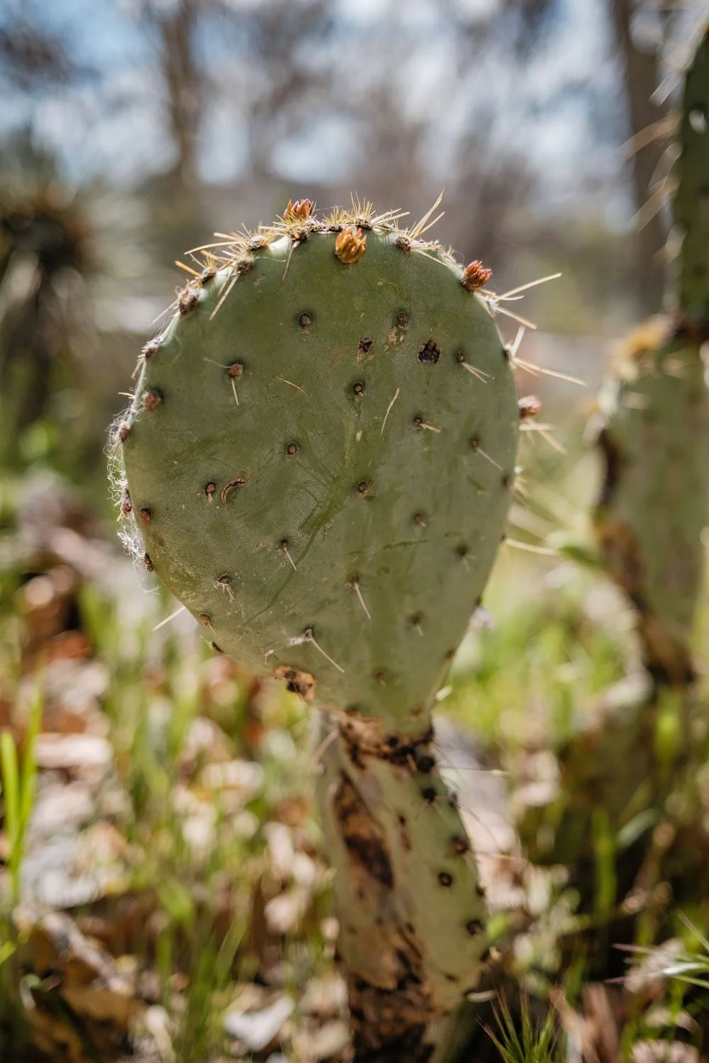 Montezuma Castle National Monument prickly pear cactus