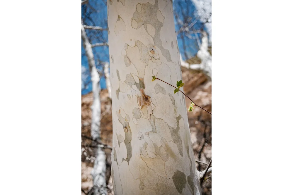 Montezuma Castle National Monument sycamore tree trunk