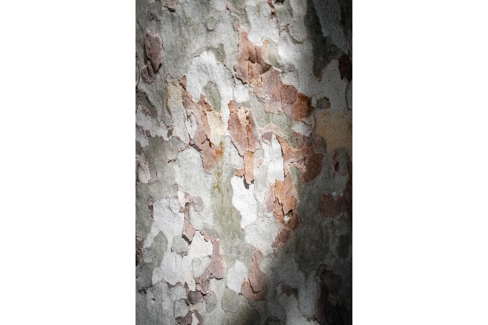 Montezuma Castle National Monument sycamore trunk gray and red surface pattern