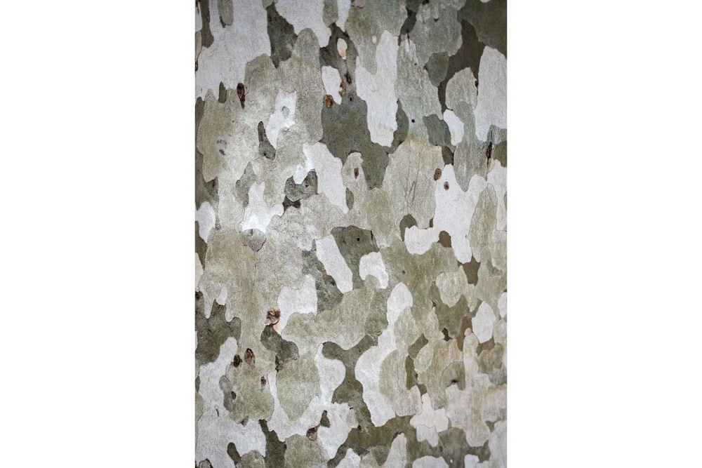 Montezuma Castle National Monument sycamore trunk surface patterns in different shades of gray