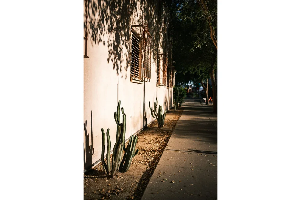 Phoenix downtown cactus on sidewalk