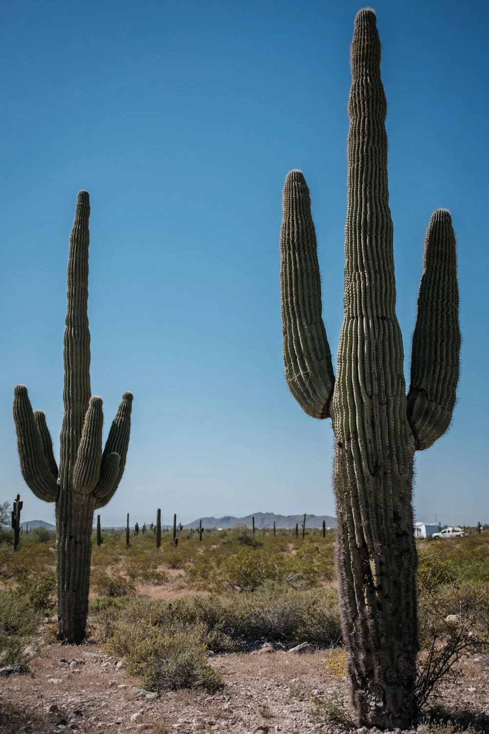 Arizona desert huge saguaro cactus