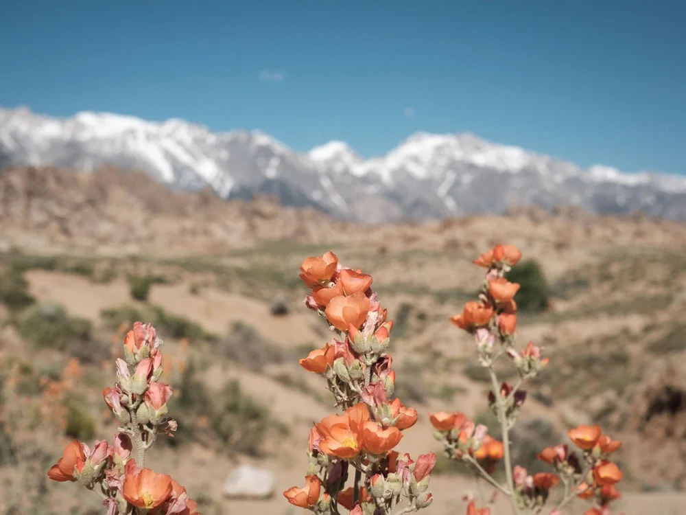 Alabama Hills wild flowers apricot globe mallow with Sierra Nevada in background