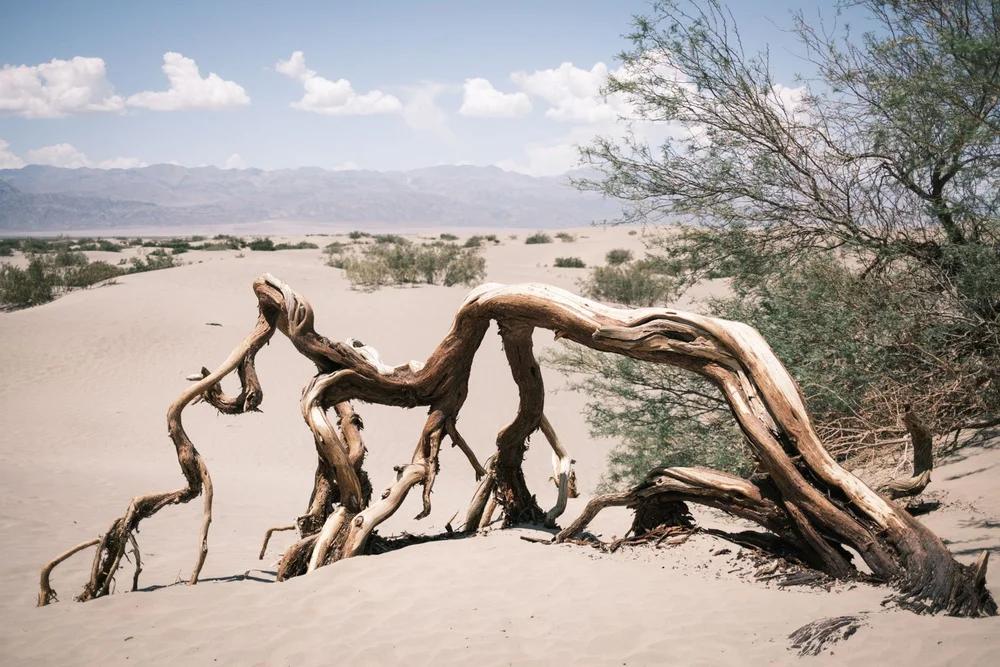 Death Valley Mesquite Flat Sand Dunes dead tree in unique shape