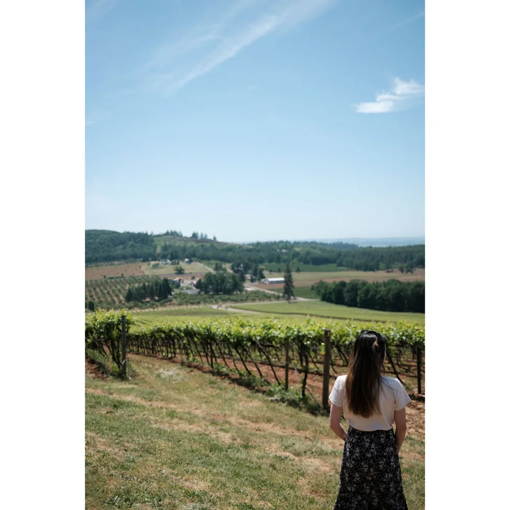 Oregon Willamette Valley Vineyards vine field