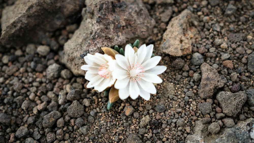 Fort Rock, Oregon, bitterroot