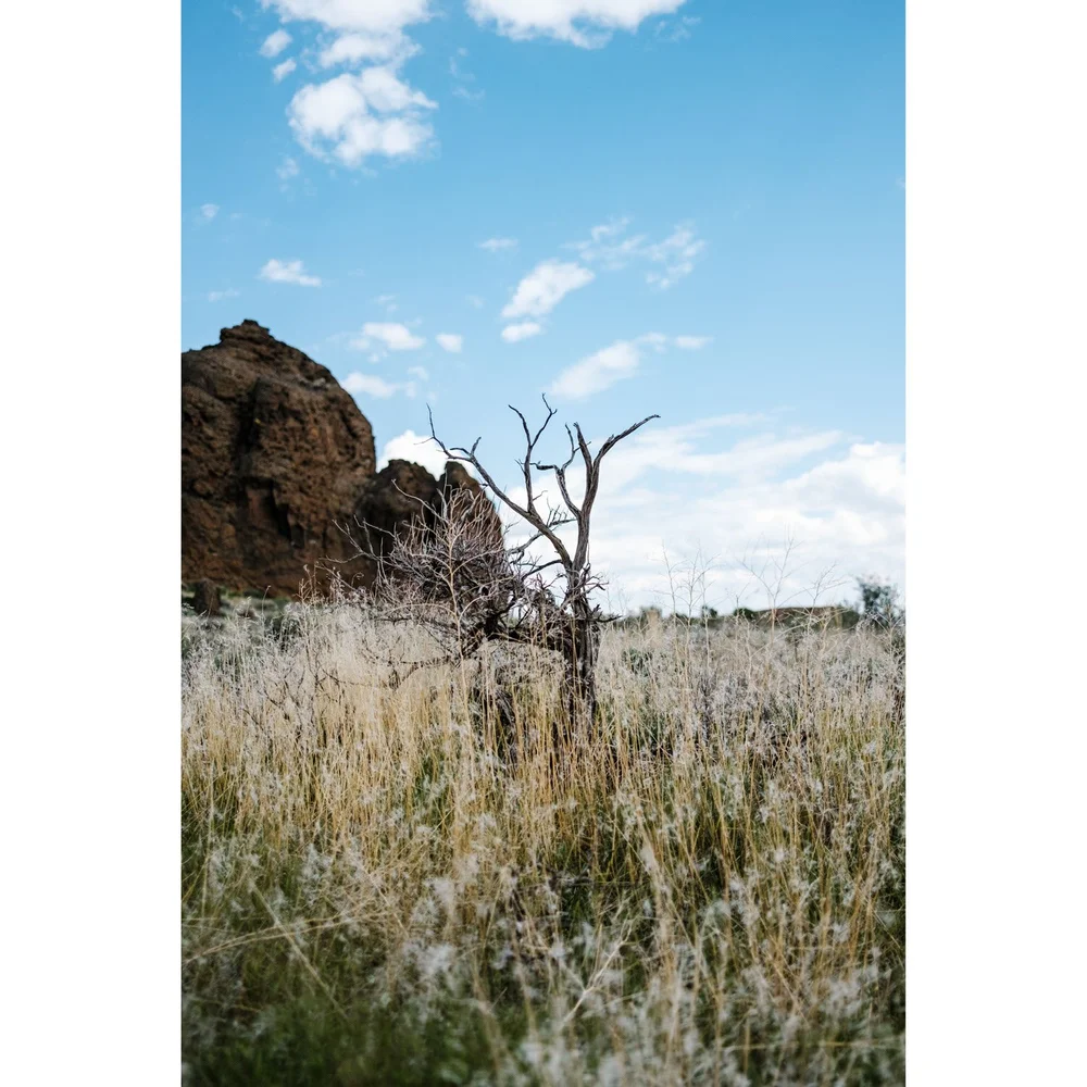 Fort Rock, Oregon, dead tree
