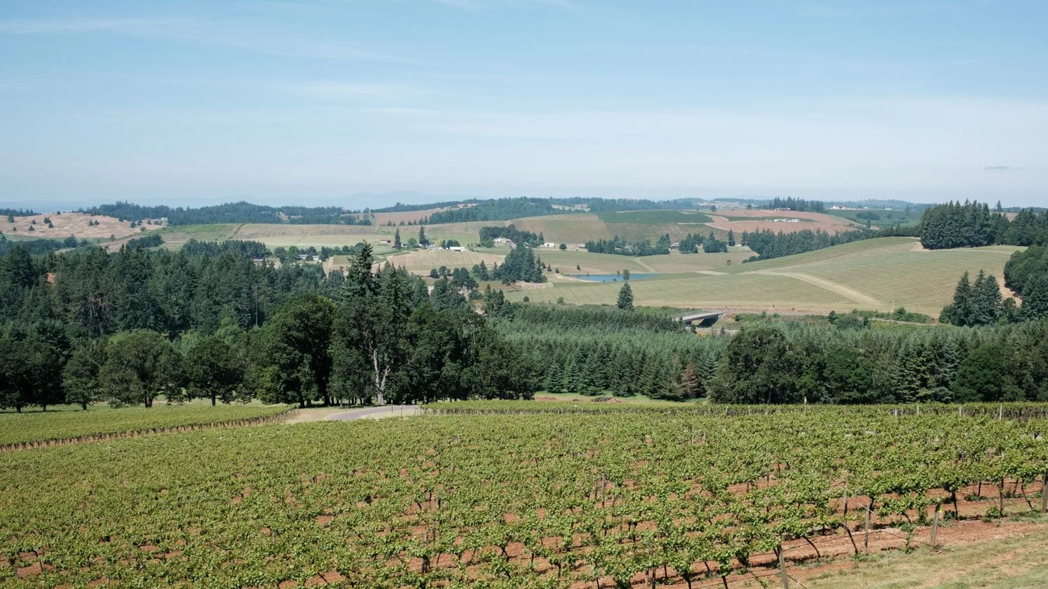 Oregon Willamette Valley Vineyards valley overlook