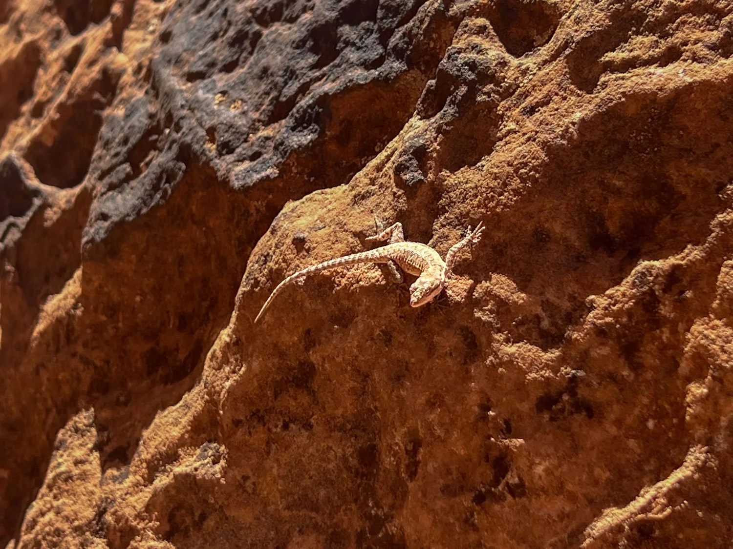 Lizard sighting while hiking Zion Canyon Overlook Trail